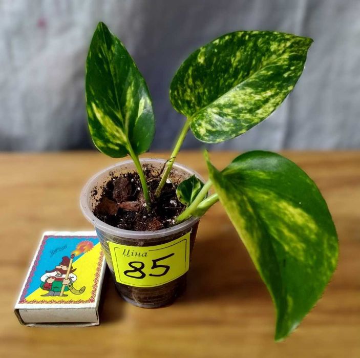 ‼️Колекція епіпремнумів/сциндапсусів