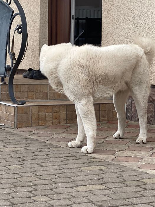 Акита для вʼязки