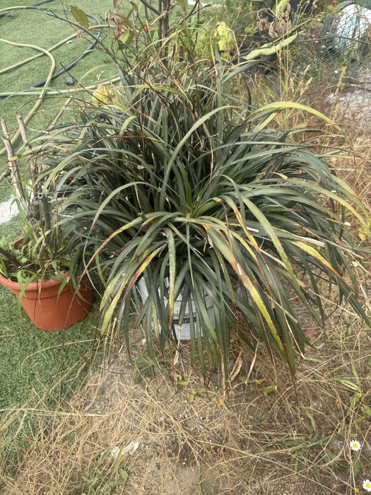 Planatas teopicais