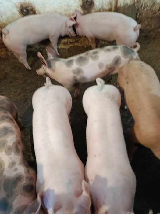 Vendo porcos 60 kilos peso vivo