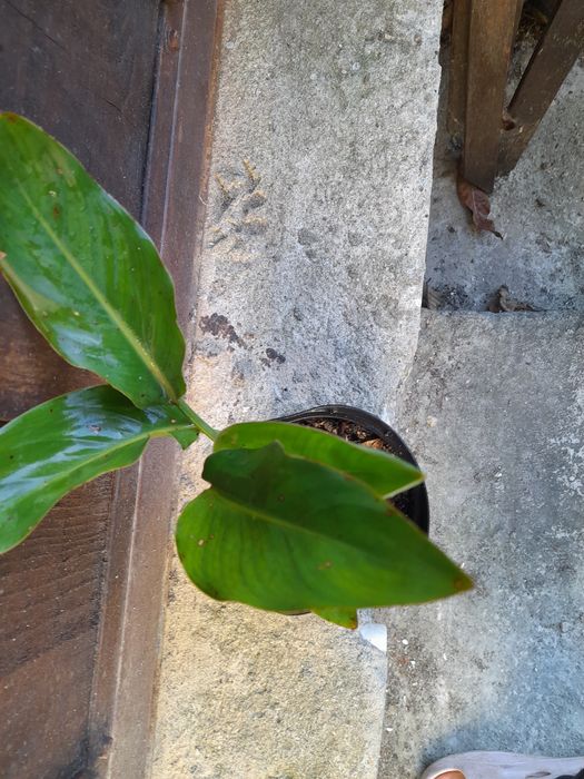 Estrelicia pequena.