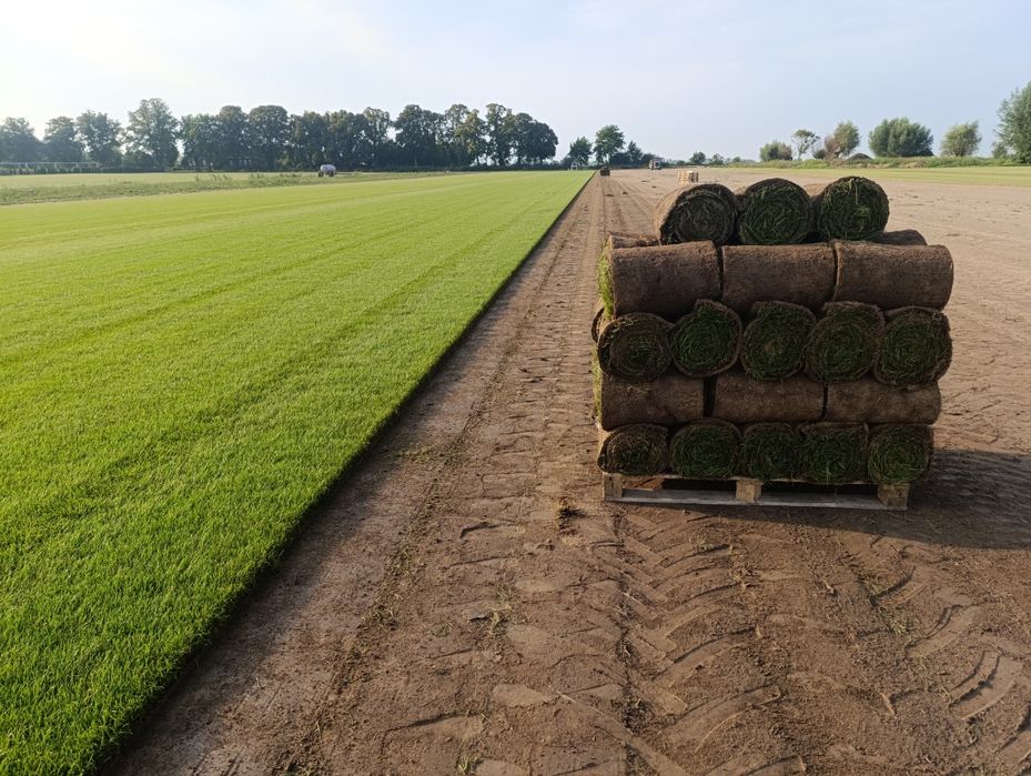 Trawa z rolki - Producent Garden Grass