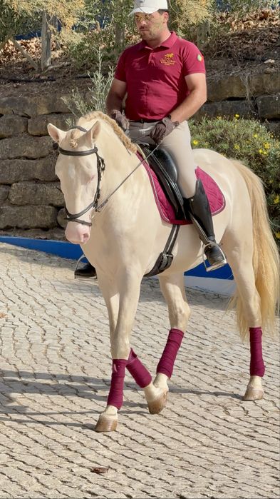 Cavalo Isabel olhos azuis  Lusitano Puro