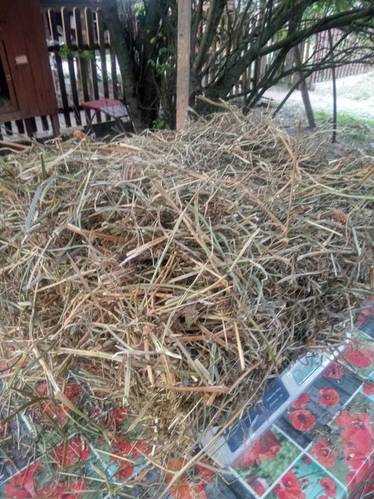 Siano z koniczyną czerwoną, lucerną. Rośliny motylkowe