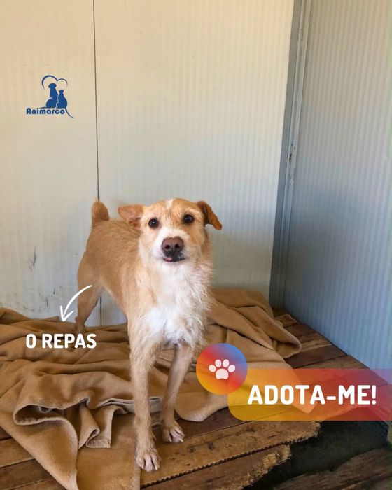Repas - cão jovem activo para adoção