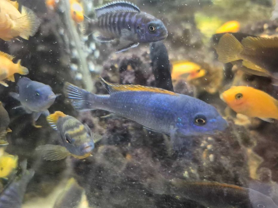 Pyszczak wysmukły Labeotropheus trewavasae Thumbi West, para, samica po pierwszej inkubacji, pyszczaki, Malawi