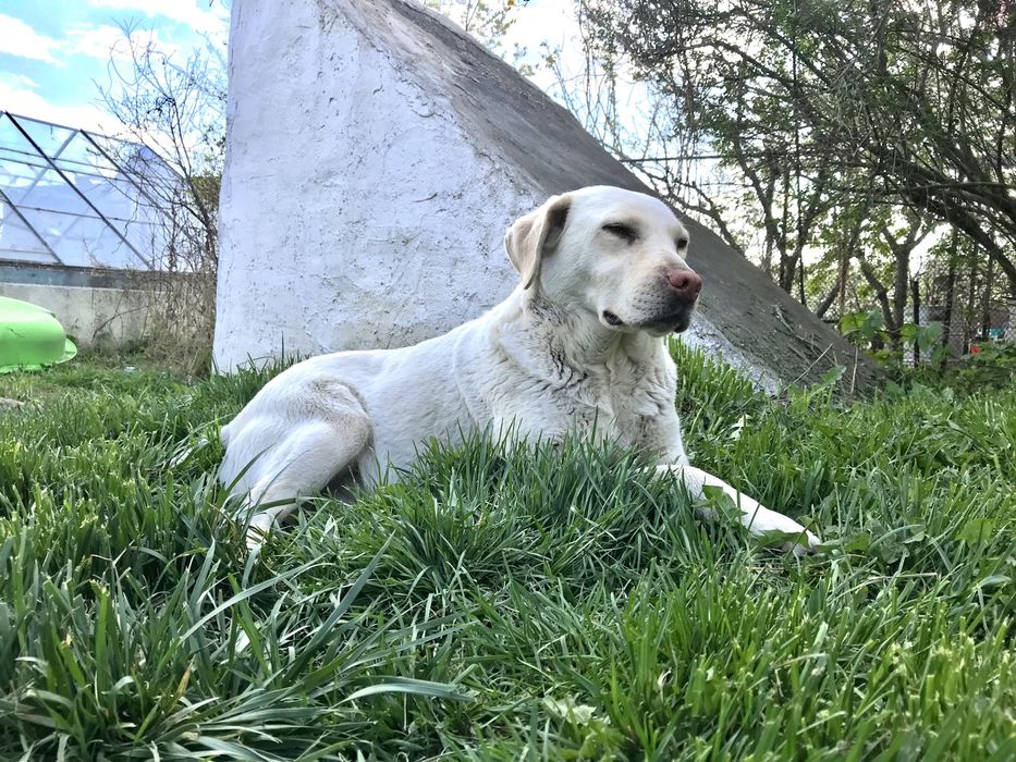 Продам лабрадор ретрівер