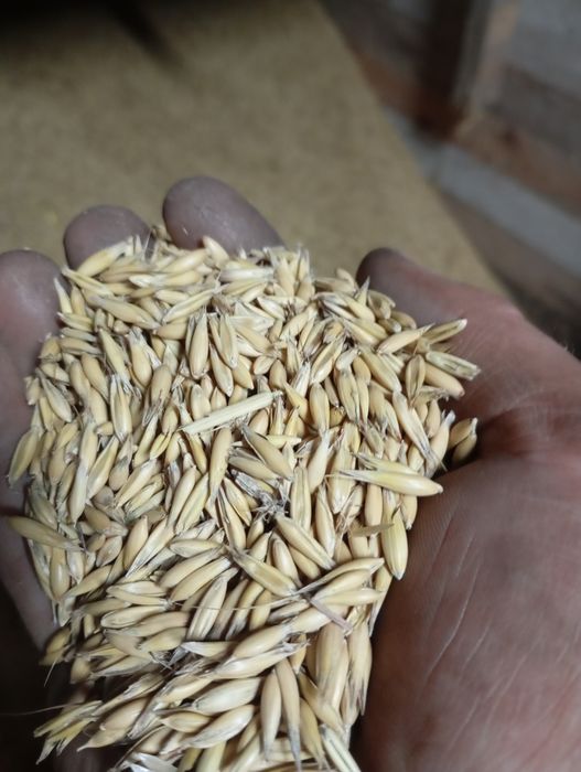 Sprzedam owies bardzo ładny
