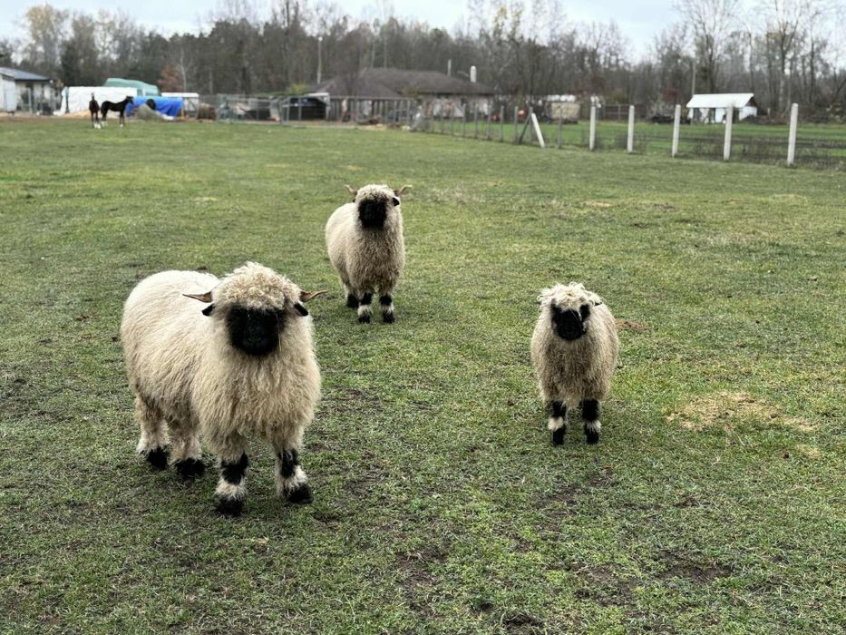 Валлійська чорноноса