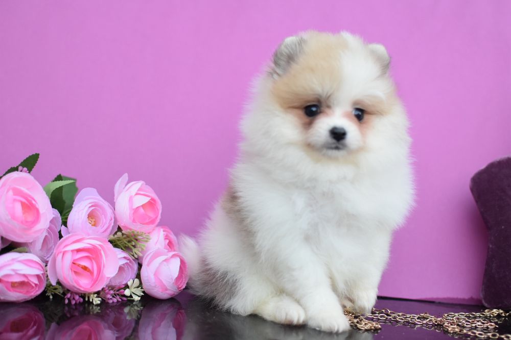 Дівчинке Цукерка шпиць