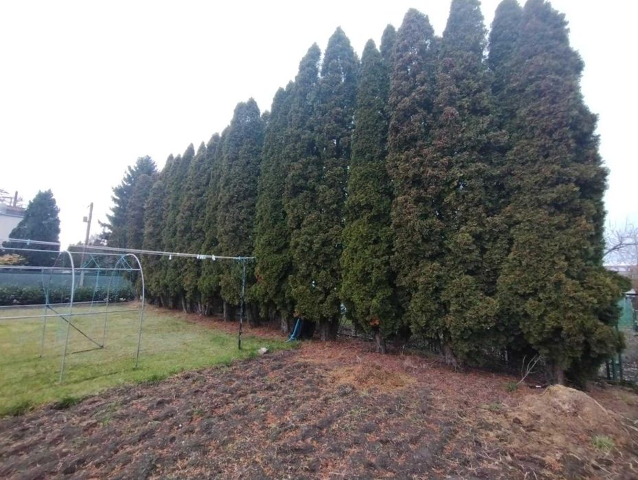 Oddam za darmo tuje na opał