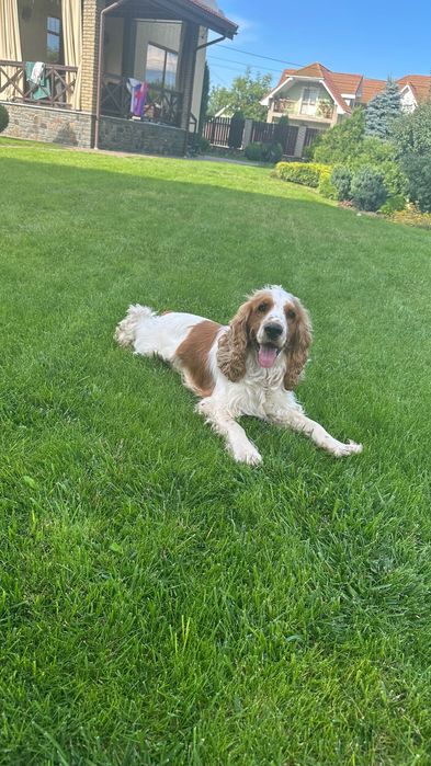 Кокер спаніель. Вʼязка