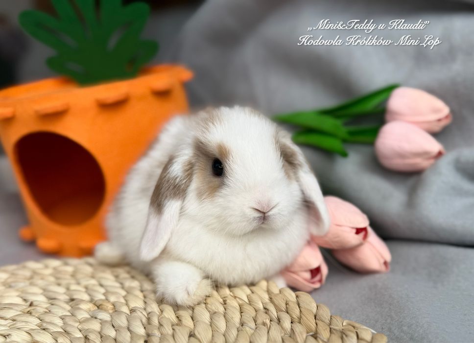 MINI LOP / transport Kraków / króliczki miniaturki rasowe mini lop