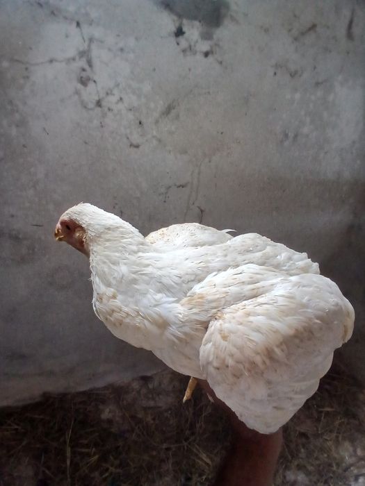 Galos de ovos azuis, verdes e andaluza suranha