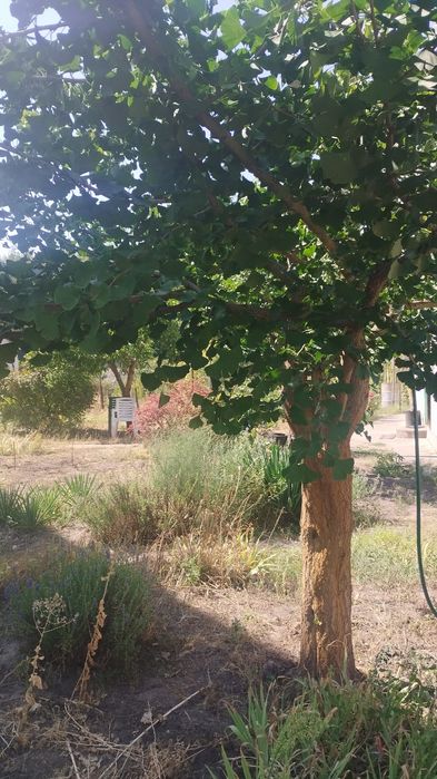 Листя гінкго білоба сухе, зі свого екологічного саду. Гинкго билоба