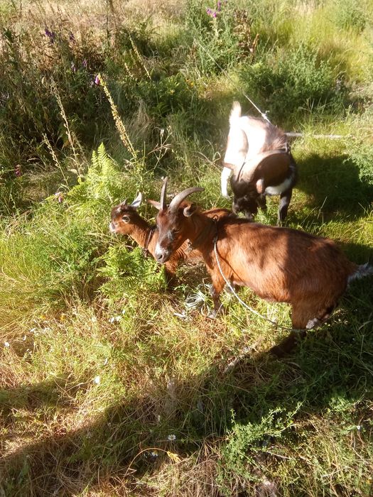 Vendo Cabras Anãs