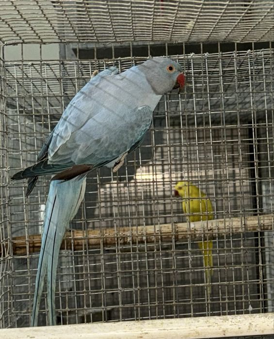 Ring necks adultos e novos