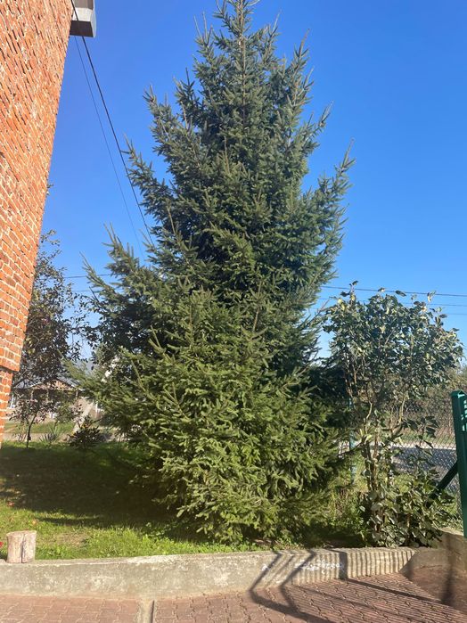 Ялинки живі, самовивіз