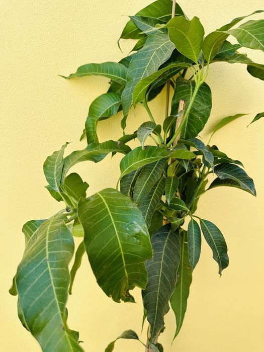 Árvores frutos tropicais raros enxertados- Portes grátis