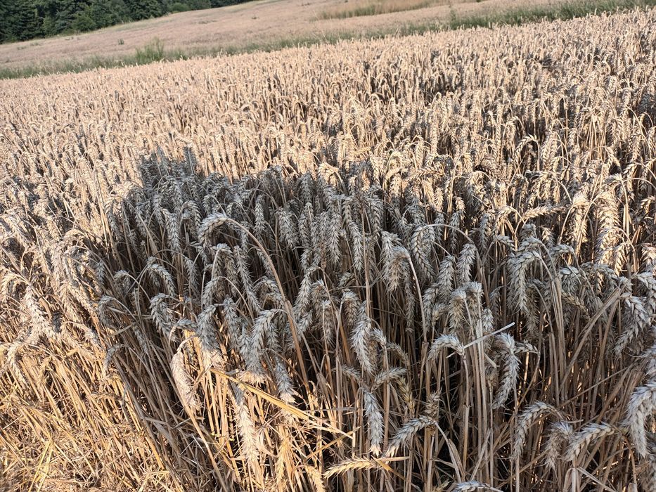Słoma balot, bal, rolka, kulka 120x120