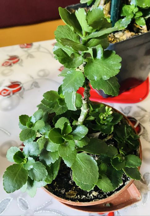 Паперомія широколистна, Каланхое, гарні великі кущі