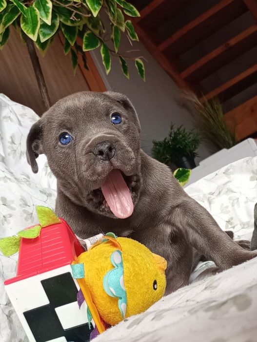 Amerycan Stanford terier  amstaff