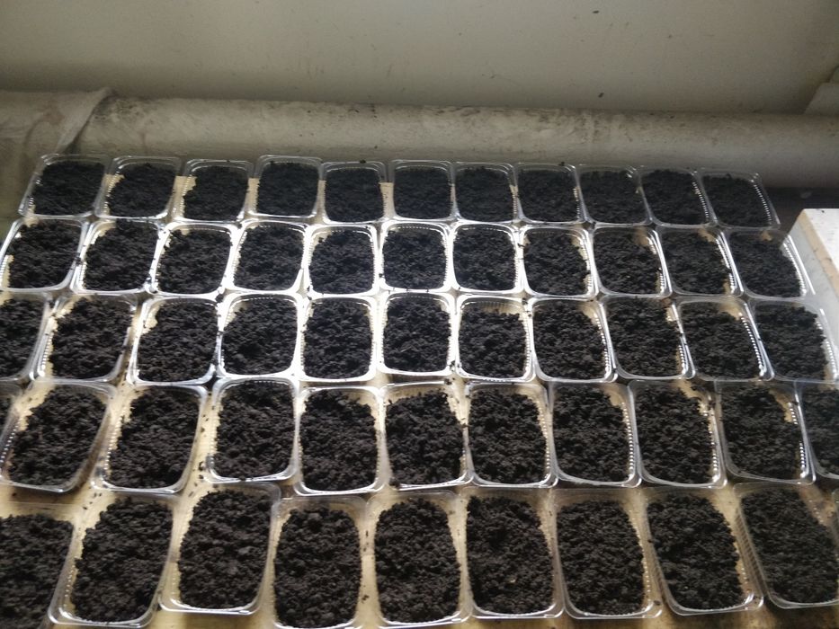 Опарыш,фасований червь, дендробена, мотиль мешковой, опариш