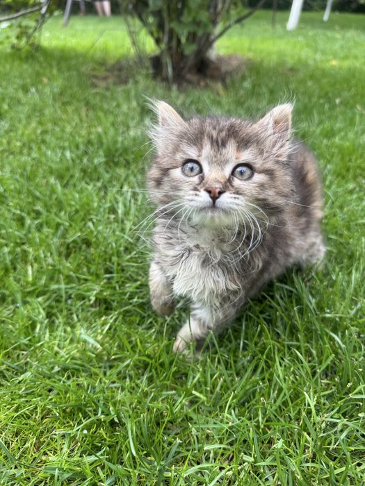 Котеня в добрі руки