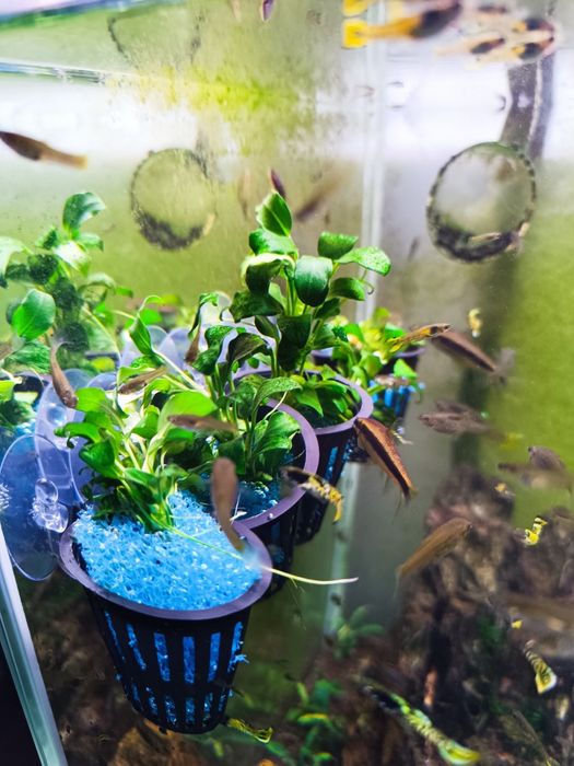 Anubia Barteri var. Nana mini mini