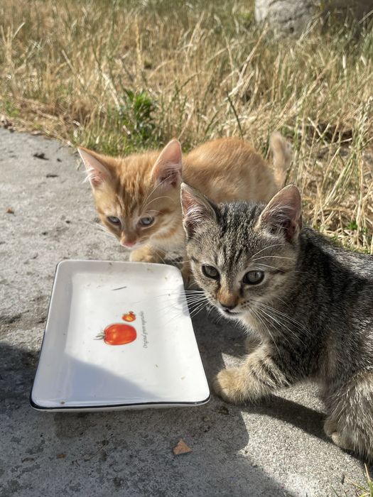 Kot i kotki do adopcji
