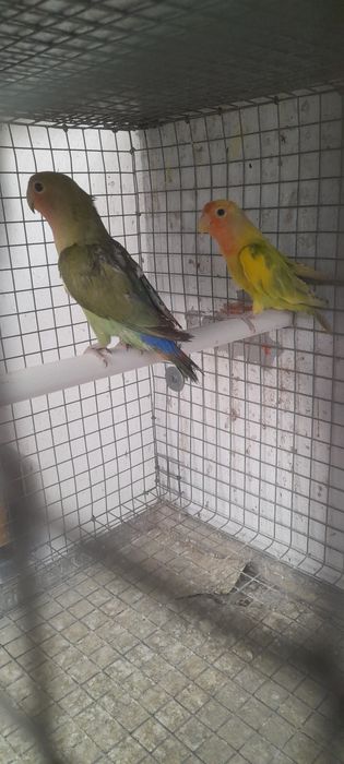 Casais de agapórnis