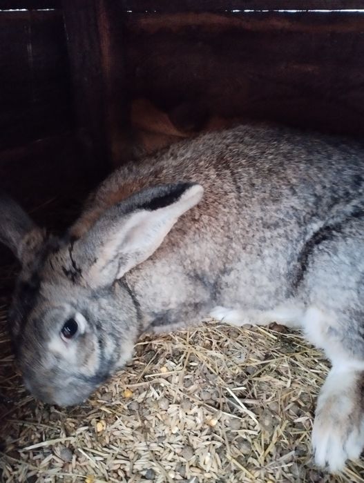 кролі фландр, на розмноження