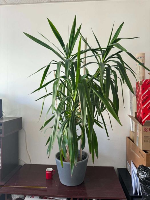 Yucca elephantipes, juka elefanta na pniu ~ 170 cm, duży okaz