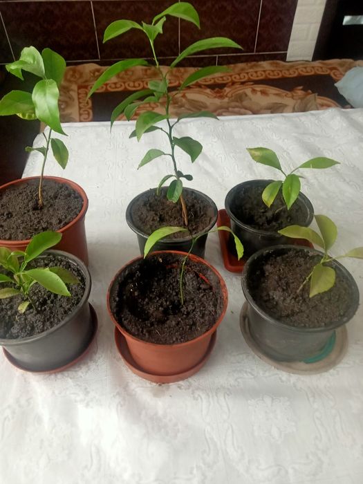 Мандаринове дерево