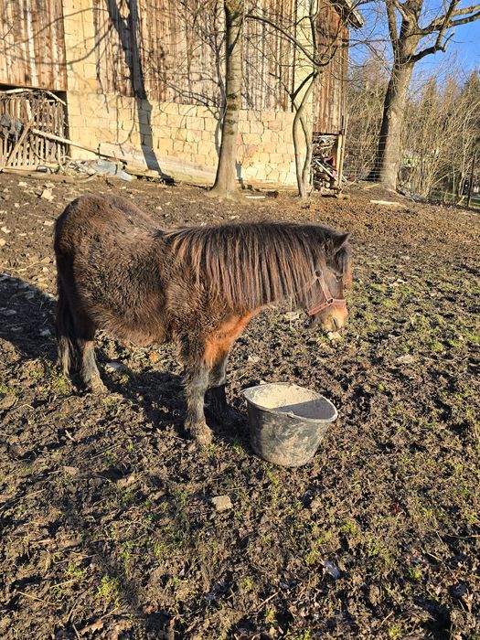 Kucyk klacz klaczka okazja