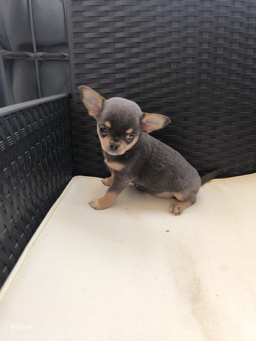 Chihuahua suczka