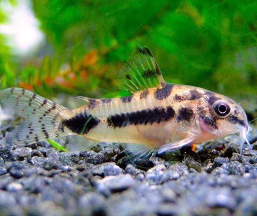 Kirysek malutki - Kirys miniaturowy - Corydoras habrosus - dowóz