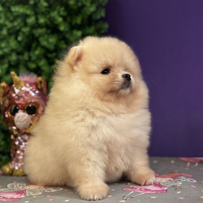 лялькова дівчинка тип ведмедика