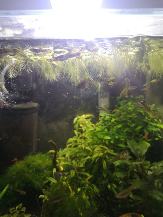 Gupik yellow tiger, narybek