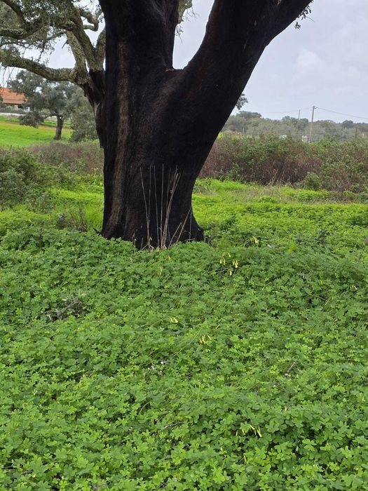 Monte Alentejano na Freguesia de São Domingos, Santiago do Cacém