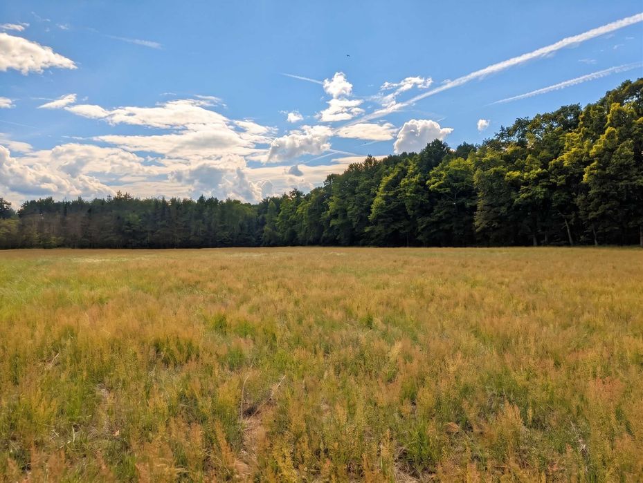 Działka Budowlana z Warunkami Zabudowy 1000 m² Ostrów / Kaznów. Bezterminowe Pozwolenie Oraz Projekt Budynku, Las! Doskonała Inwestycja - Widok 4