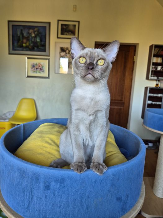 czekoladowy kocurek burmski (kocięta burmańskie)