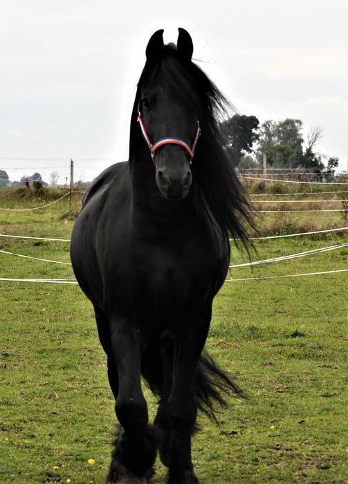 Ogier fryz fryzyjski siodlo zaprzeg