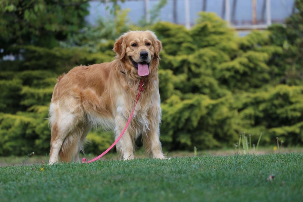 Golden Retriever  - krycie