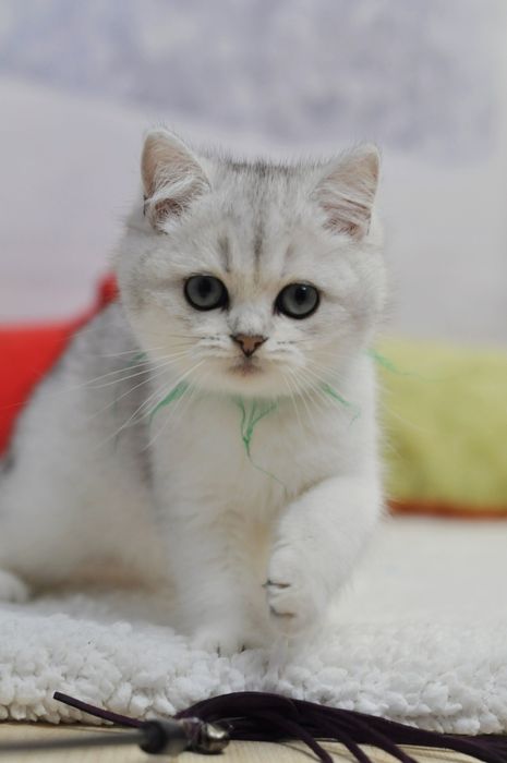 Маємо кошенят срібна шиншила