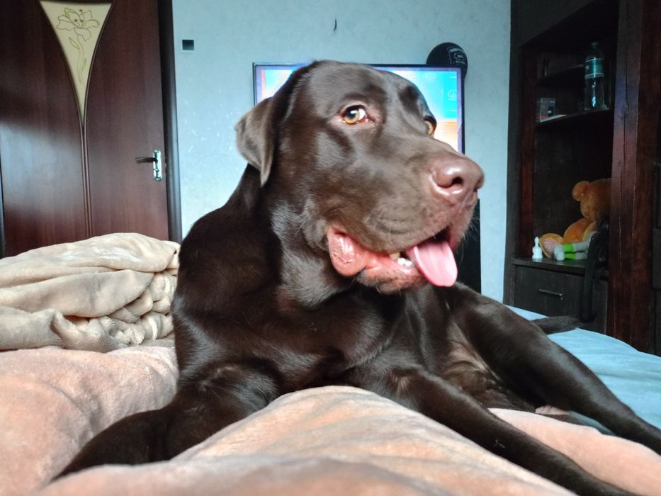 Лабрадор в'язка.