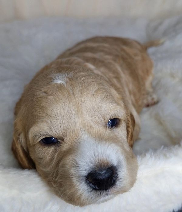 Cockapoo f1 chłopcy do rezerwacji