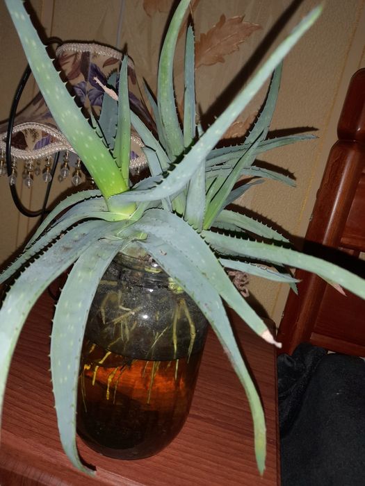 продам Алой,алоє