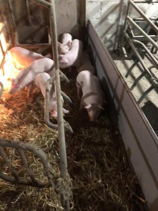 Поросятя  28 днів та 1,5 міс