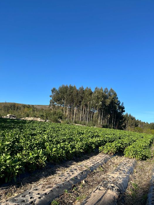 Beterraba forrageira